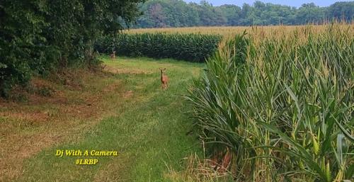 Screenshot_20250806_071233_Gallery