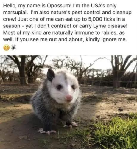 opossum
