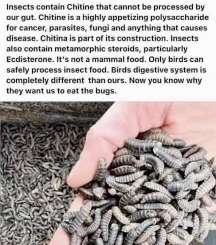 insects contain