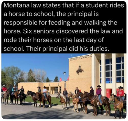 horses at school
