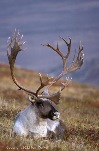 Caribou-03427