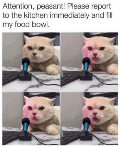 attention-peasant-please-report-kitchen-immediately-and-fill-my-food-bowl