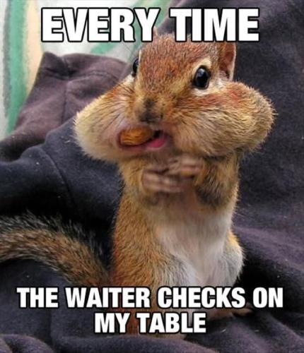 Every-Time-The-Waiter-Checks-On-My-Table-Funny-Squirrel-Meme-Picture