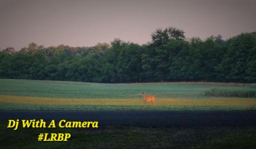 Screenshot_20250813_070837_Gallery