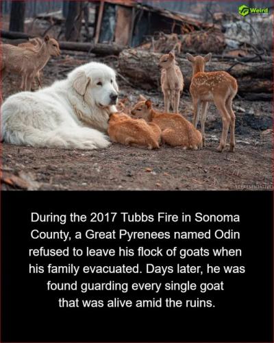 family-of-goats