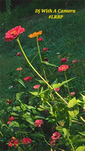 IMG_20250826_084453573_Kick scooter