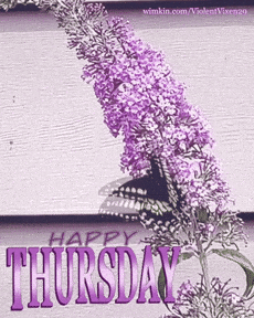 giphy-downsized-medium