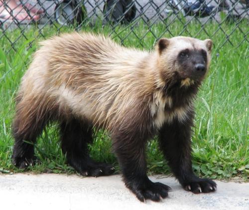 wolverine-3