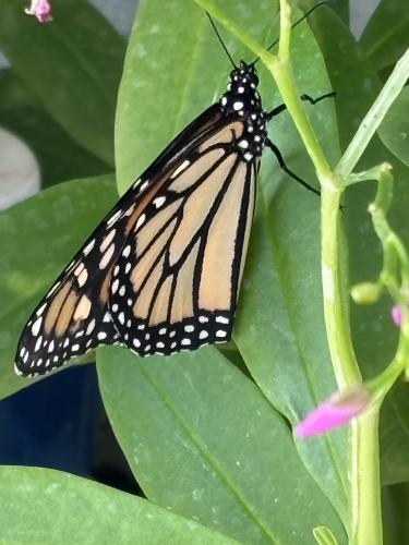 A32EAAE5-AE08-4BD7-A9B5-8B987C526B8B