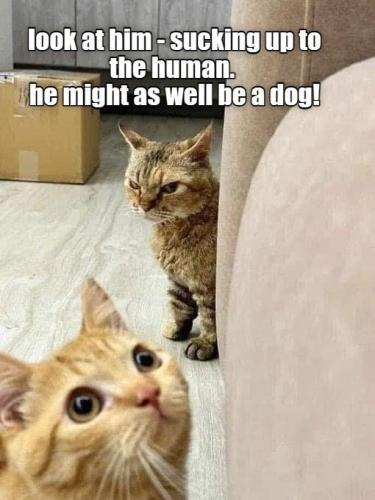 look-at-him-sucking-up-human-he-might-as-well-be-dog