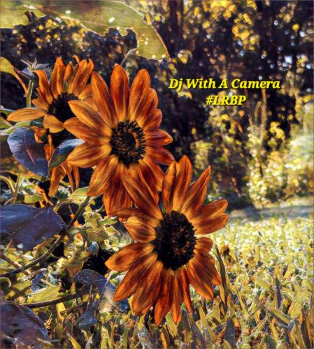 IMG_20250826_194506123_Hunter