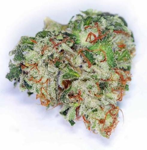 528761183_746942528043823_792511596072454996_n