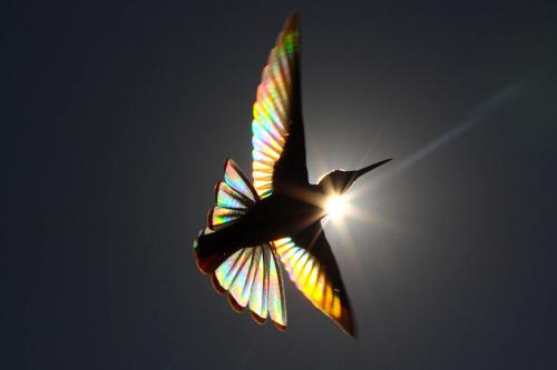 christian-spencer-rainbows-hummingbird-wings-designboom-003