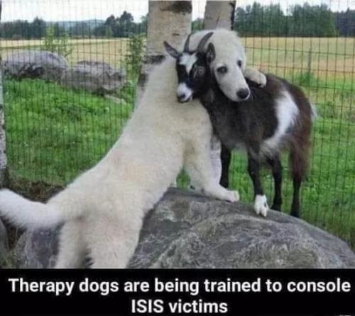 therapy dogs