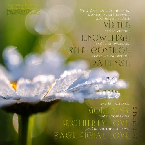 2-pet-1-5-TLV-unsplash