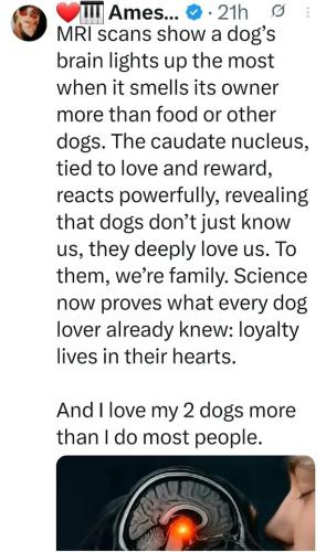dogs-deeply-love-owners
