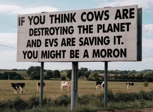 cows