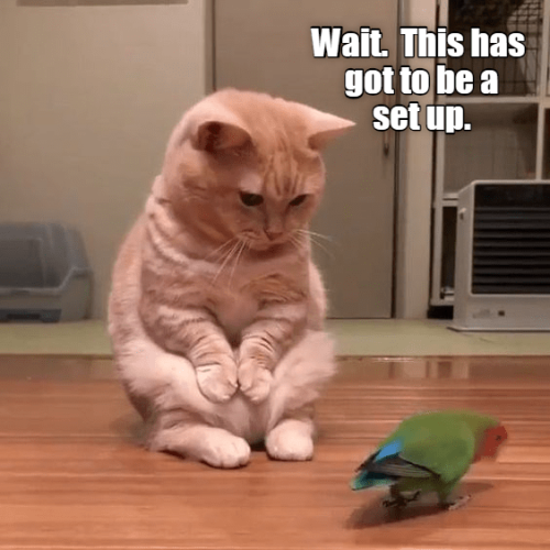 orange-cat-sitting-on-its-hind-legs-and-watching-a-parakeet-walk-by