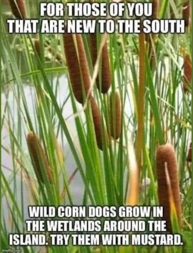 corn dogs