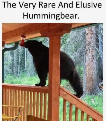 hummingbear