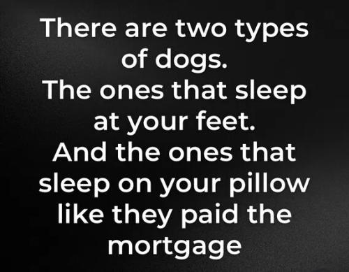 two-types-of-dogs