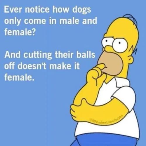 dogs-male-female