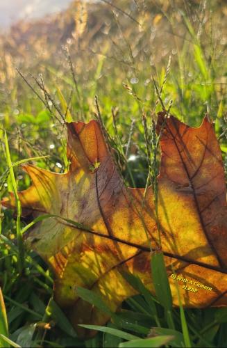 Screenshot_20250822_064301_Gallery