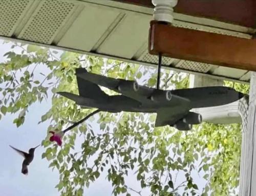 Humming birds 💕 chemtrails