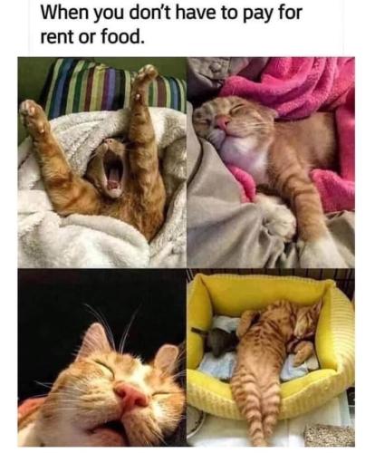 cat-dont-have-pay-rent-or-food