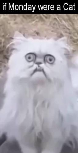 if moday were a cat