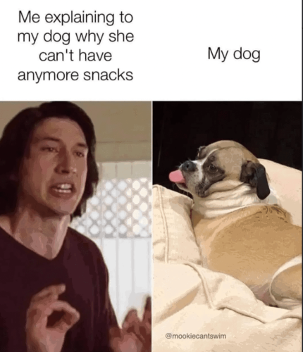 explaining-my-dog-why-she-cant-have-anymore-snacks-my-dog-mookiecantswim