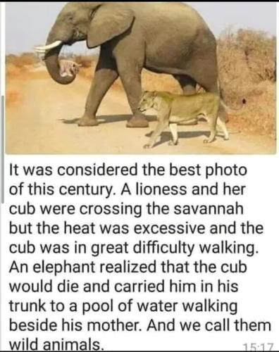 lioness-cub-elephant