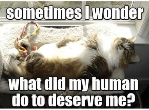 e47c1052fd8698e5738a8351404d6115