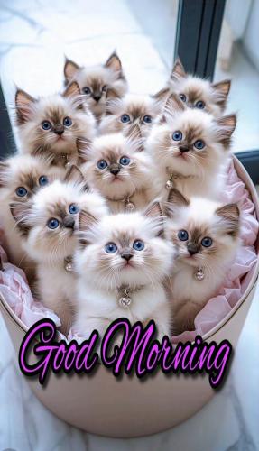 572d4f8337d40cda9241678c21d7a221