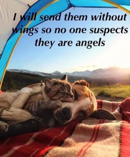 send-them-without-wings