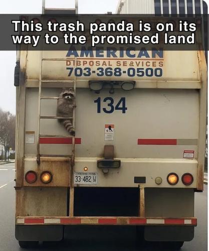 trash-panda