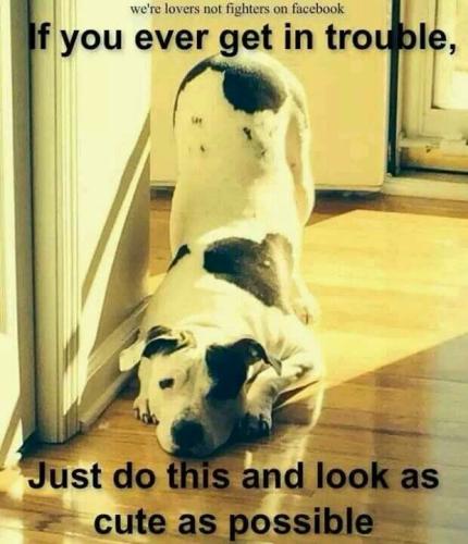 778f1a45010539fc1ba6b818e7d4bcdb