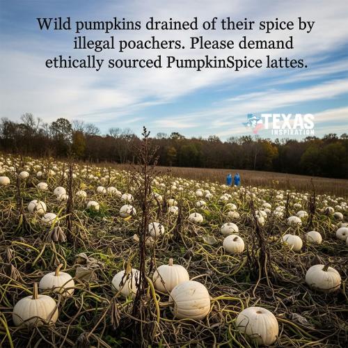 wild pumpkins