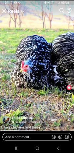 Screenshot_20250917-071736_Facebook