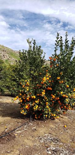 FB_IMG_1739808818790