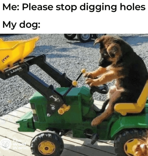 world-xww-please-stop-digging-holes-my-dog-lader