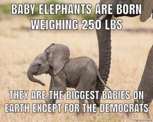 biggest-babies