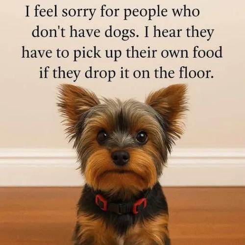 no-dog-have-to-pick-up-food