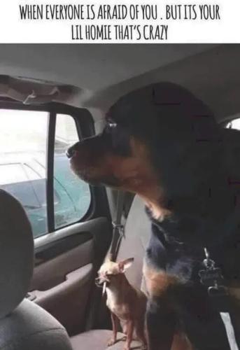 lil-homie-crazy