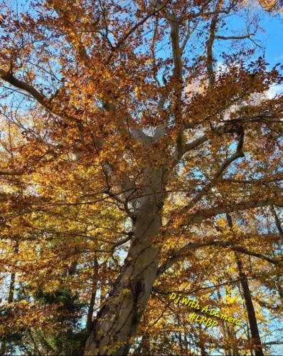 Screenshot_20250929_085240_Gallery