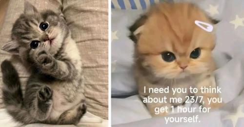 of-a-kitten-and-one-meme-including-i-need-you-to-think-about-me-237-you-get-1-hour-for-yourself