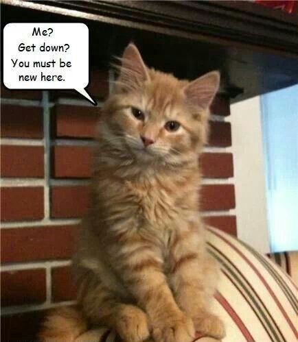 0b683cbbaef66724aa3248b221362d48