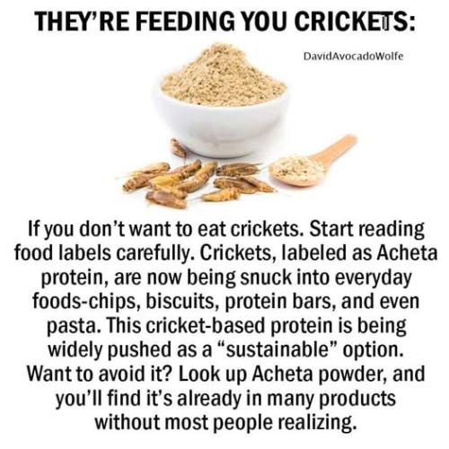 feeding you crickets