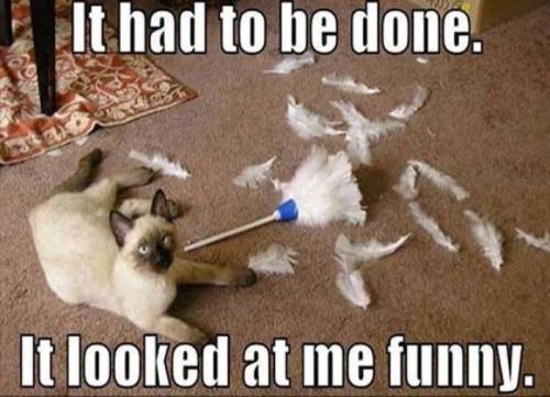 Cat_had_to_be_done_funny