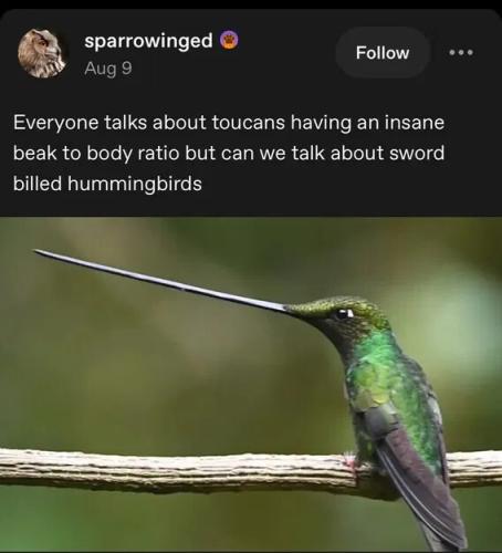 sword-billed-hummingbirds